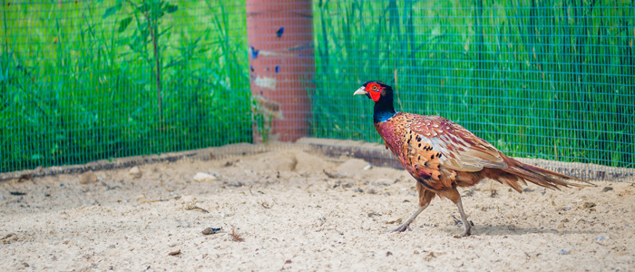 The Aviary in «ETNOMIR» Cultural and Educational Center